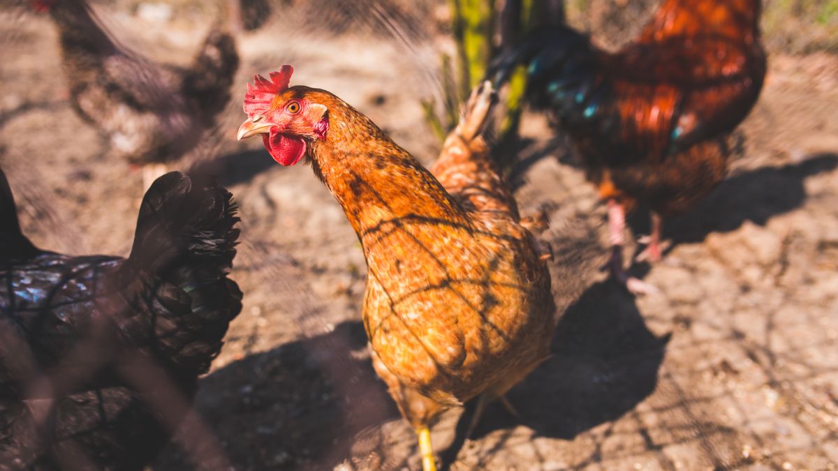 Building a Fox-Proof Chicken Run for Small Gardens