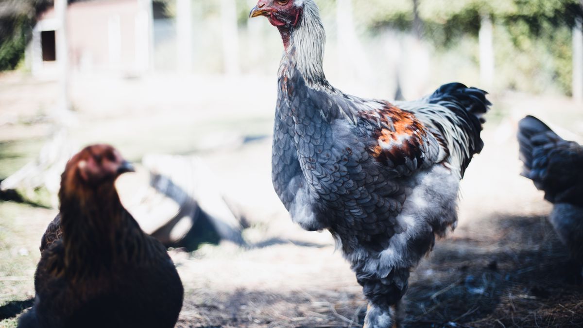 Caring for Broody Hens Without Discouraging Motherhood