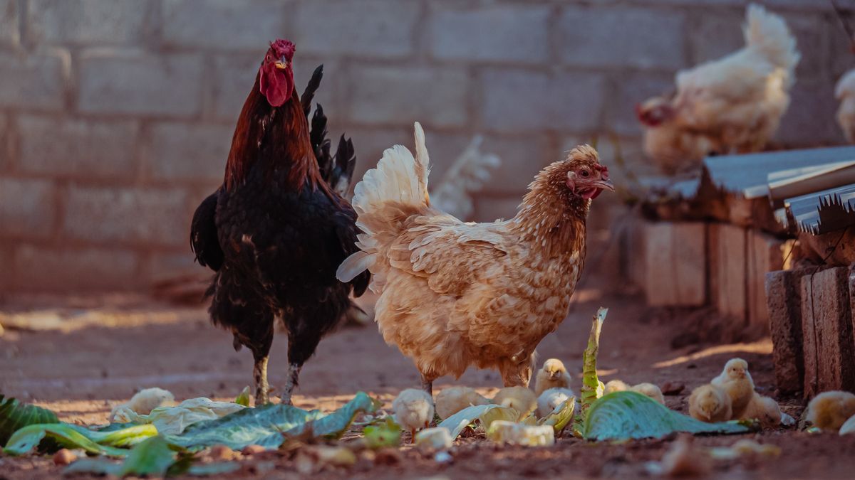 Cleaning and Disinfecting a Backyard Chicken Coop