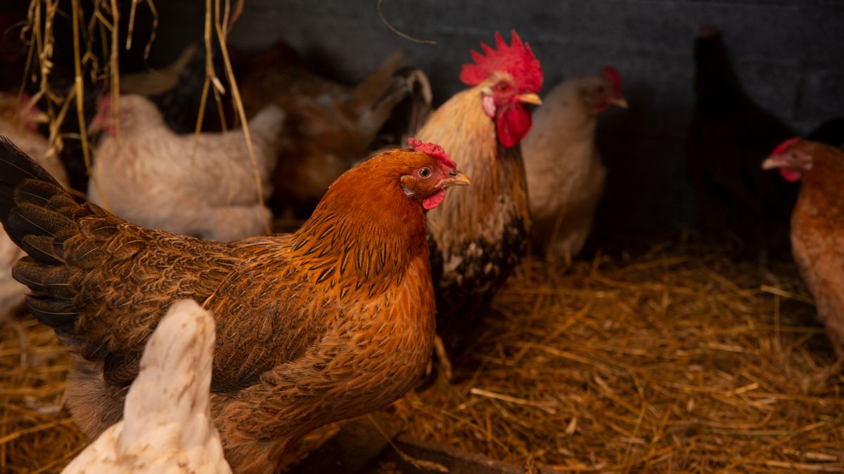 Creating a Dust Bath for Healthy Feathers