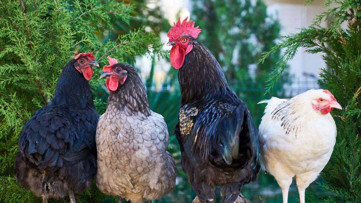 Feeding Layers Pellets for Healthy Productive Hens