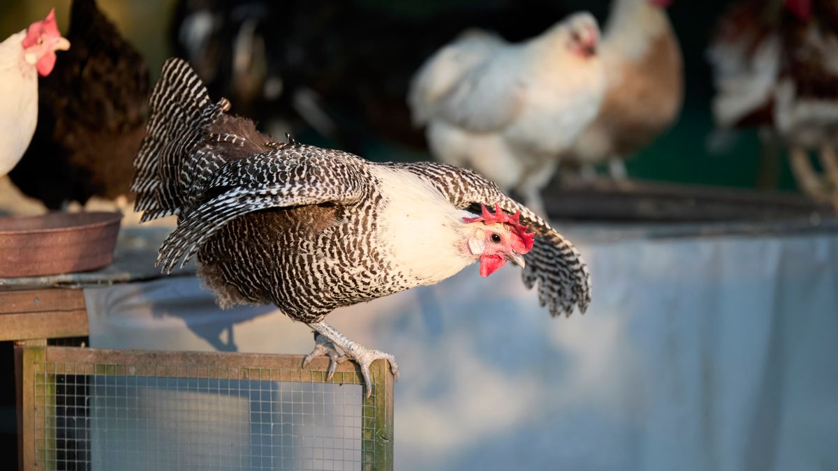 Hatching Chicks Naturally Under a Broody Hen