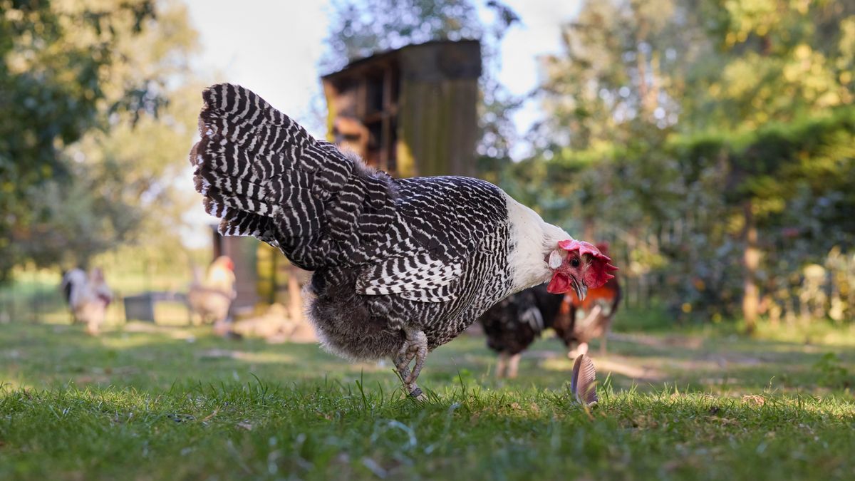 How to Choose Your First Backyard Hens with Confidence