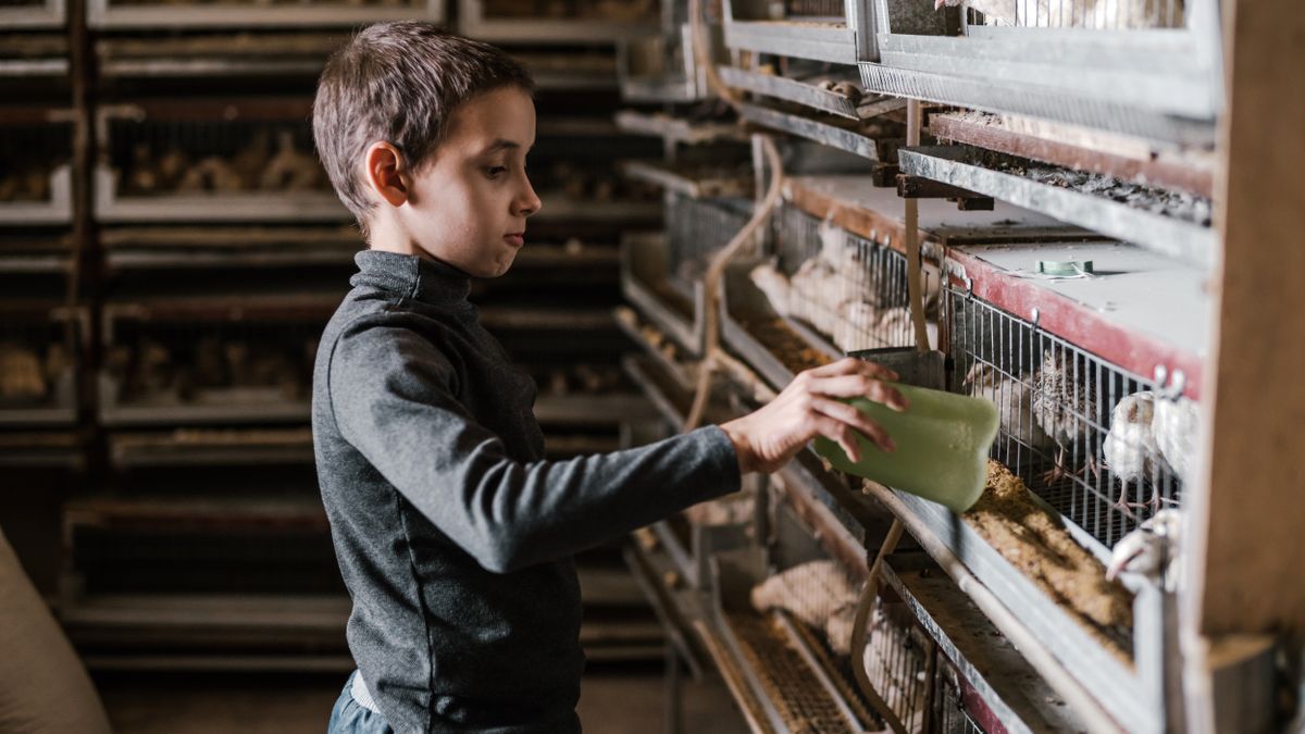 Keeping Hens Happy with Simple Enrichment Ideas