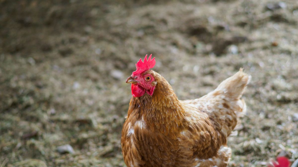 Managing Chicken Manure in a Small Garden