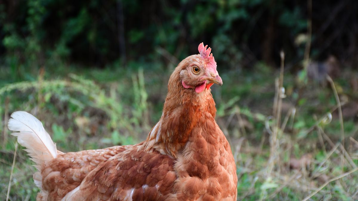 Preventing Red Mite Infestations in Wooden Coops