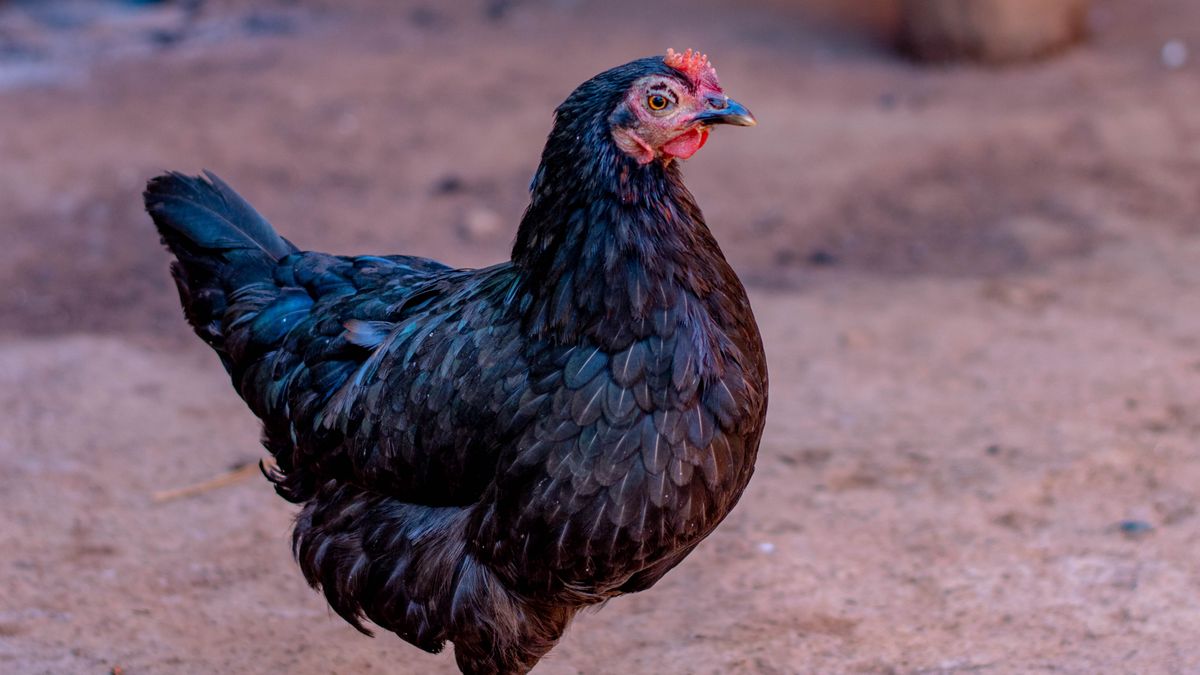 Rearing Chicks Safely in a Garden Brooder
