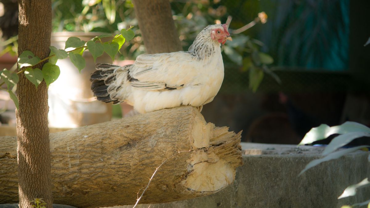 Recognising and Treating Bumblefoot in Backyard Hens