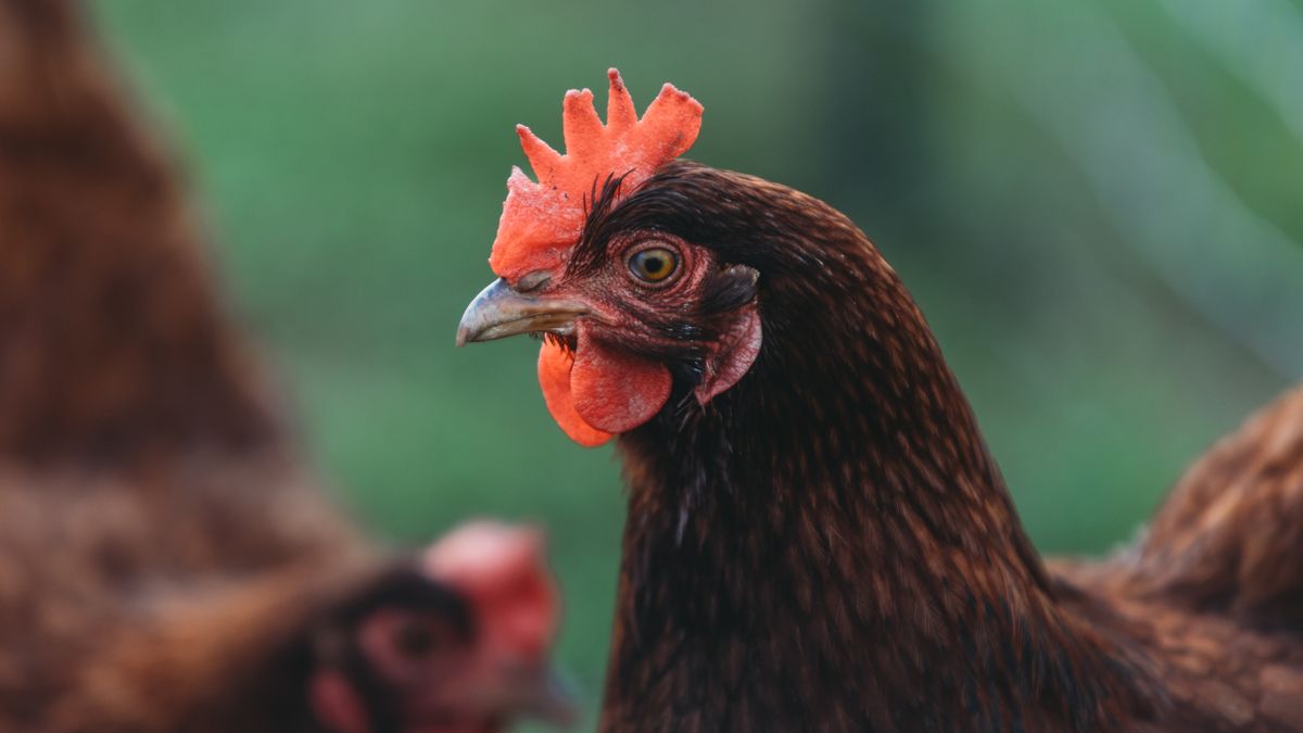 Responsible Rehoming of Ex-Commercial Hens