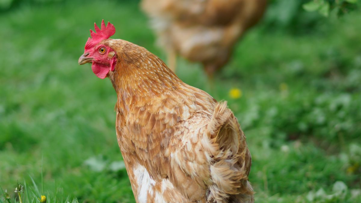 Safe Treats and Kitchen Scraps for Chickens