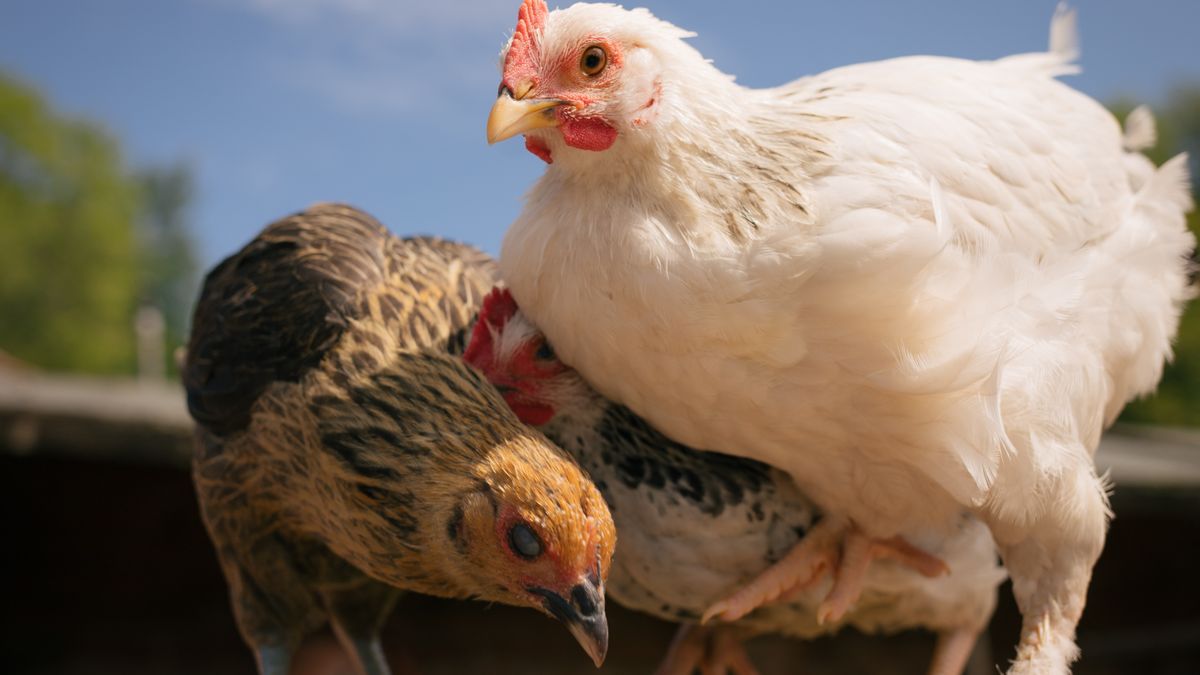 Understanding Local Rules for Keeping Garden Hens