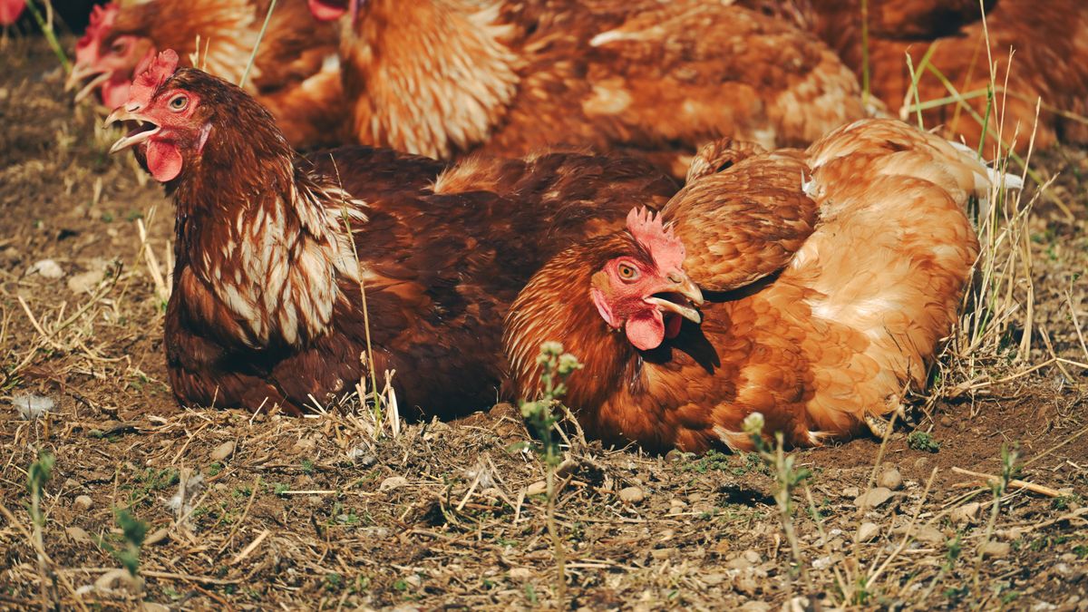 Understanding the Pecking Order in a Garden Flock
