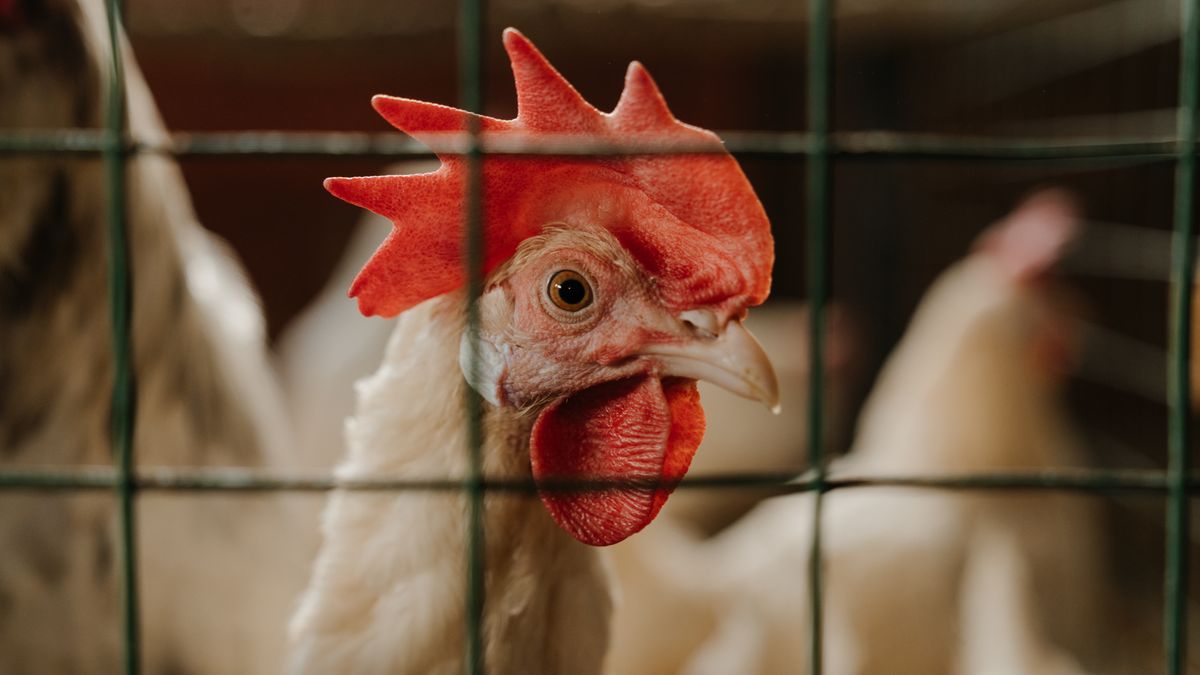 Using Hens to Improve Vegetable Garden Soil
